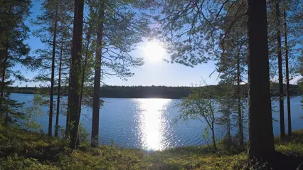 Sunny forest lake