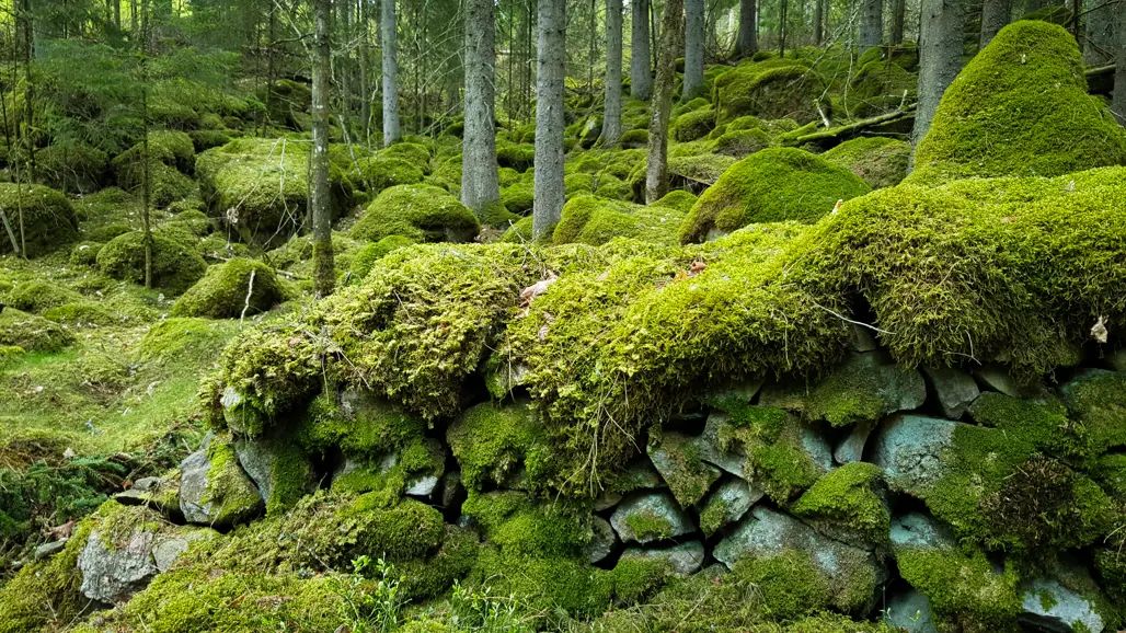 En granskog med stenmur och rikligt av mossa