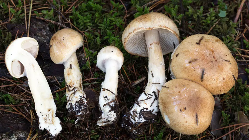 Svampar i olika storlekar på barr. Foto