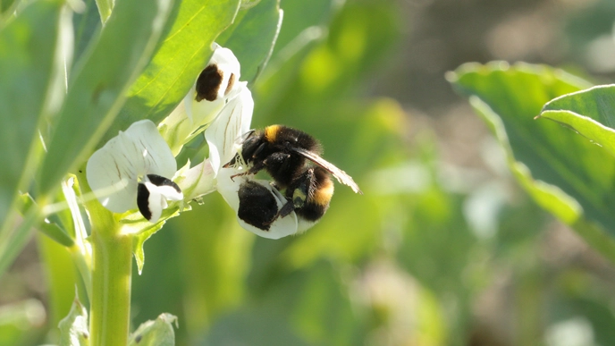Humla på blomma