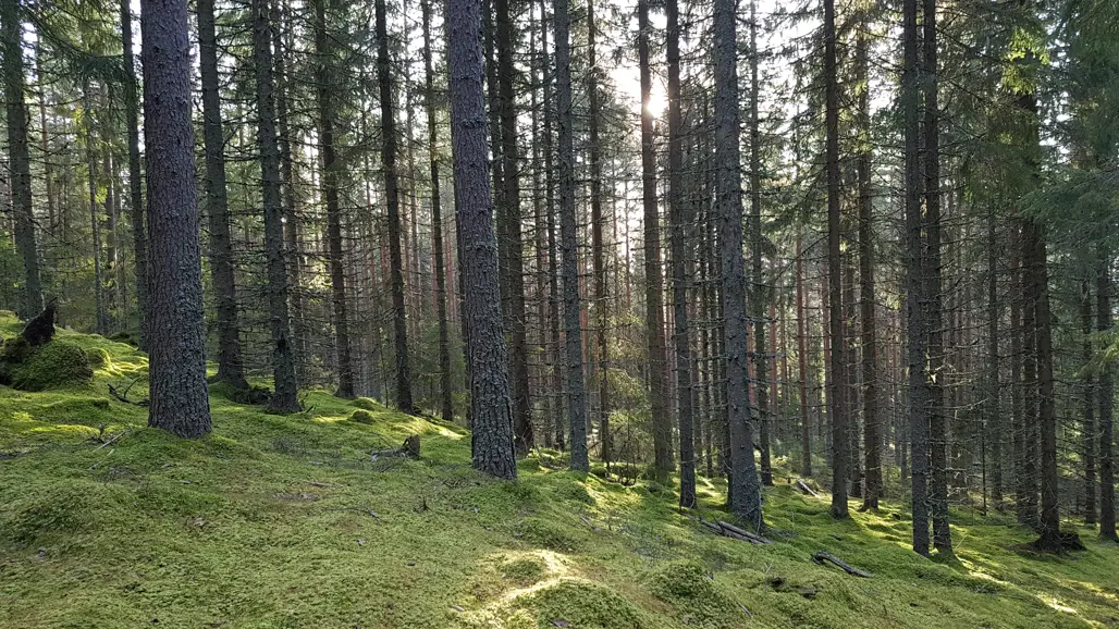 Bilden visar en äldre granskog som växer i en sluttning på Leksberget i Siljansfors försökspark