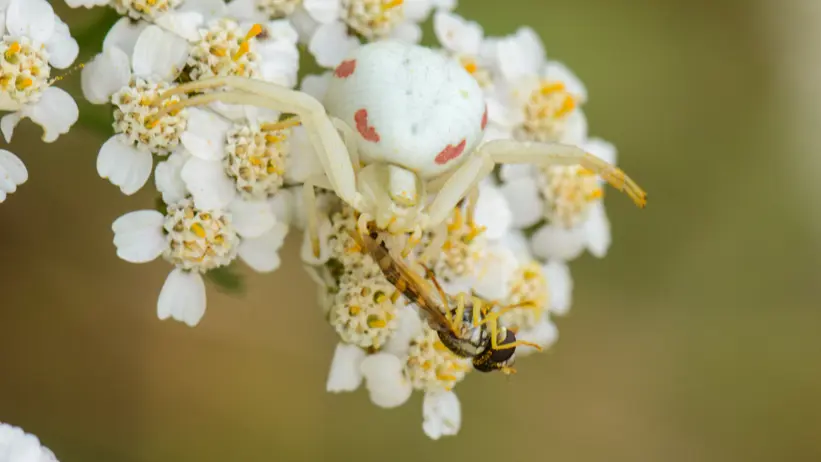 En spindel och en fluga på en blomma. Foto.