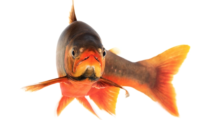 Närbild på en fisk med livfulla färger i slående orange och bruna nyanser, vänd framåt mot en vit bakgrund.