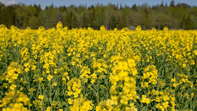 Rapsfält