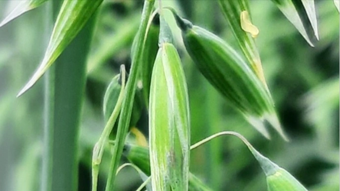 Flowering in oats (DC 65): At this stage, oats are susceptible to infection by a mould that can produce the toxin deoxynivalenol (DON). For risk forecasts of DON formation, it is important to know when flowering occurs. Photo: K. Persson, SLU.
