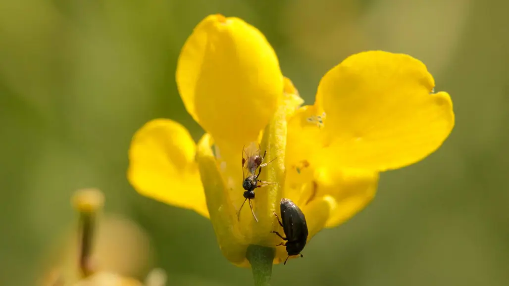Två insekter på en gul blomma. Foto.