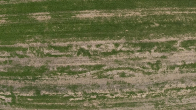 A photo taken from above of a field with areas where the crop has died.