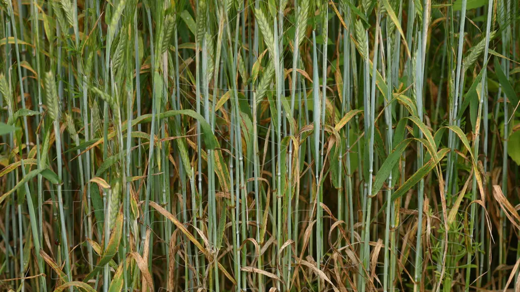 Cereal leaves with black dots on them.