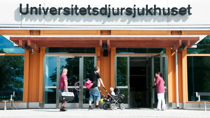 En fasad med en entré som människor och djur går in och ut igenom. Ovanför dörren texten "Universitetsdjursjukhuset".