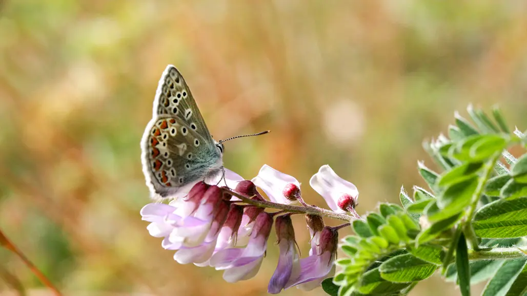 Närbild på fjäril som sitter på en ärtväxt med rosa blommor. Foto.