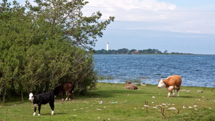 Photo of cattle grazing along a watercourse.