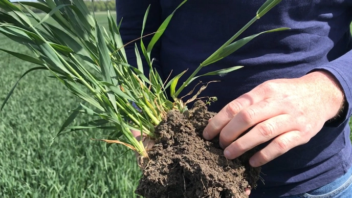 Hands holding a lump of soil and roots.