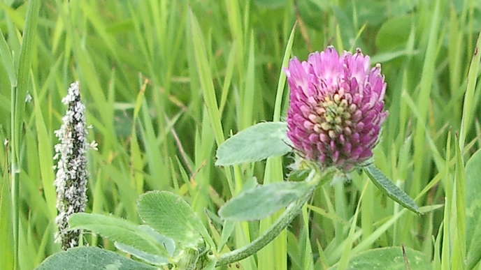 Close-up of a red clover flower.