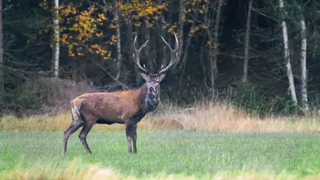Kronhjort vid skogskant