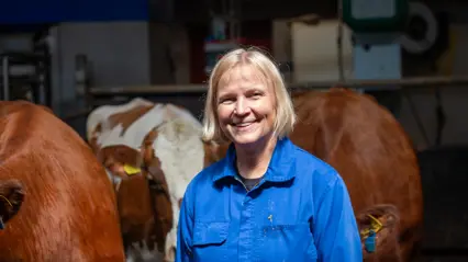 Photo of a woman (Birgitta Staaf Larsson, SLU) together with dairy cows in a loose housing facility indoors.