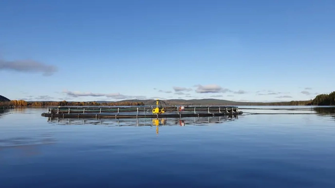 Foto av odlingskasse för fisk i norrländskt vatten med skog baktill.