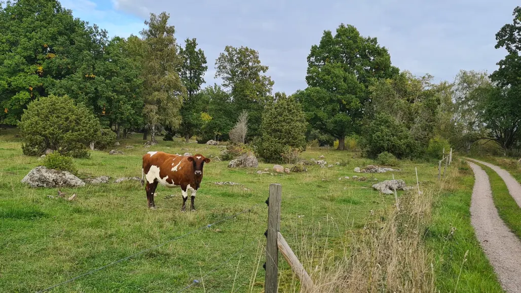 Brun-vit kviga i naturbeteshage. Foto.