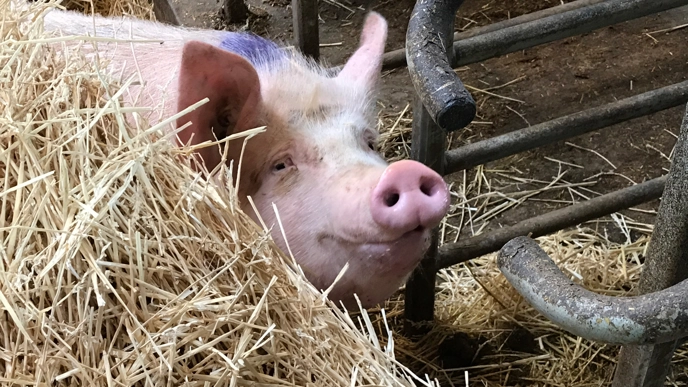 Närbild på en sugga som kikar fram bakom ett berg av halm. Foto Marie Liljeholm.