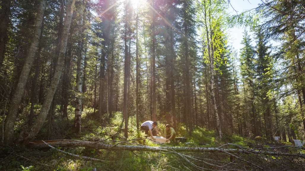Two people working in a sunlit coniferous forest with fallen trees and sample plots.