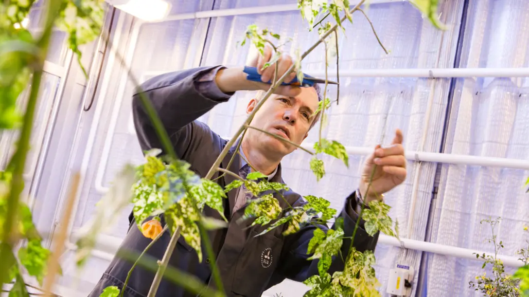 En man i ett växthus klipper av blad från en grön planta. Foto.