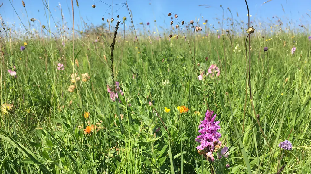 Gräs, blommor och blå himmel. Foto