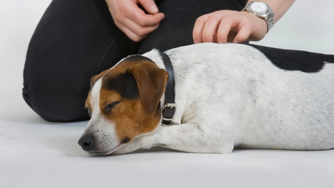 En liten hund med vit päls, bruna teckningar och svart fläck på ryggen ligger avslappnat på sidan med ögonen stängda. Bredvid sitter en person på golvet och klappar hunden lugnande över ryggen.