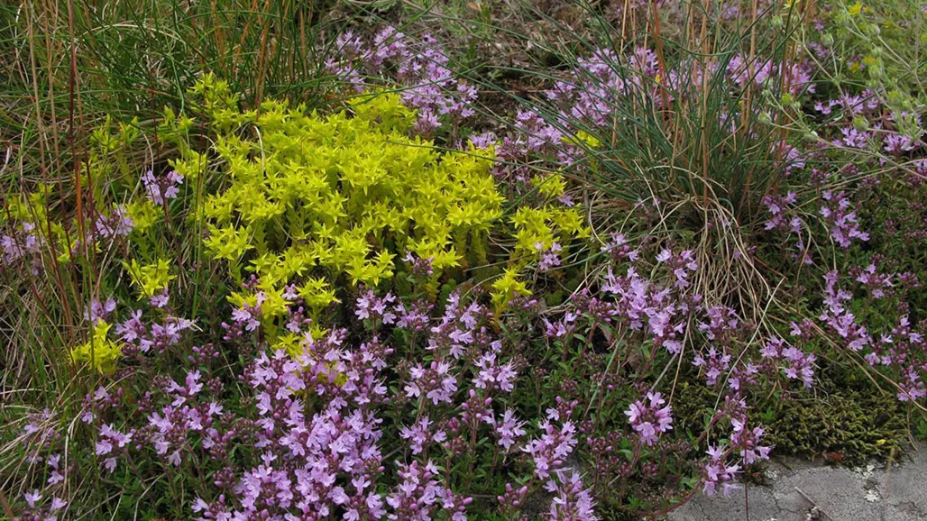 Gula och lila blommor. Foto