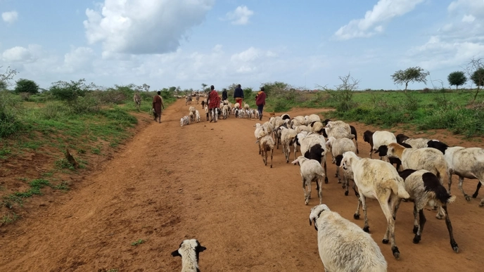 Pastoralists and their livestock walking.