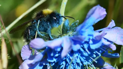 Humla besöker blå blomma