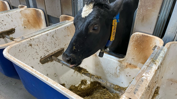 Black cow eating silage from a feeding trough.