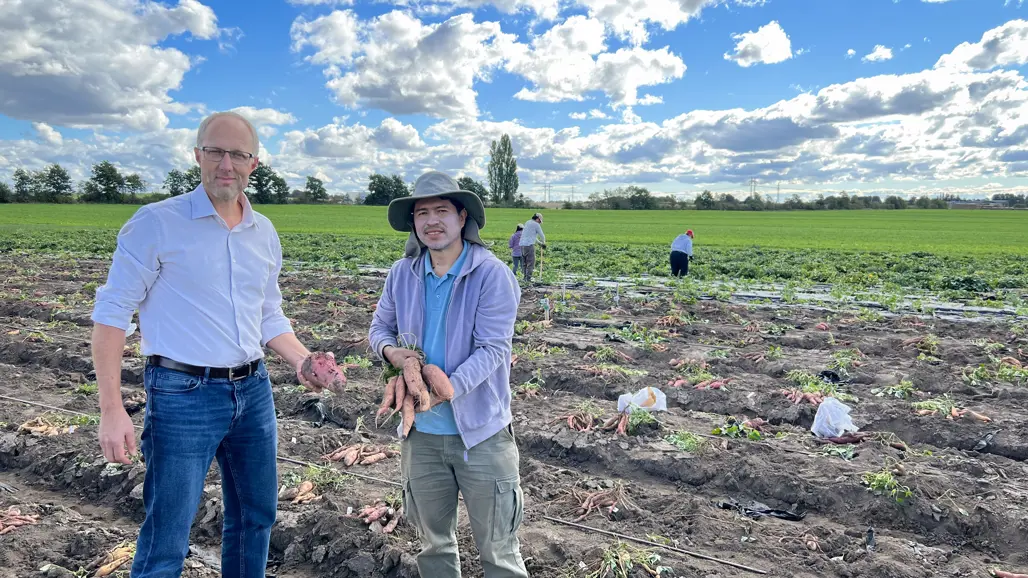 Two men on a field is showing the photographer newly digged sweet potato