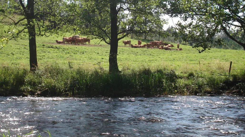 A stream in the foreground and cows in a meadow in the background.