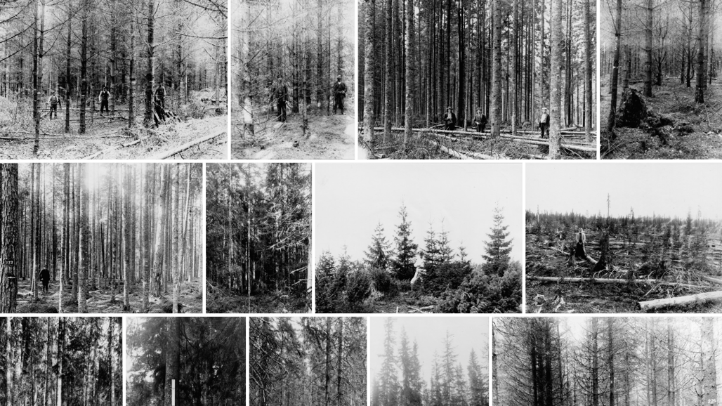 Ett bildkollage av ett antal historiska svartvita bilder av försöksytor i granskog.