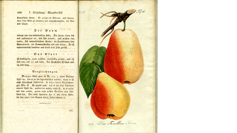 Book spread with an illustration of pears, photo.