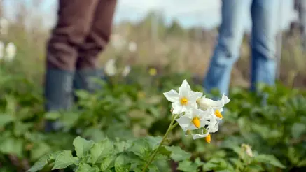 A potato flower with two people in the background. Photo.