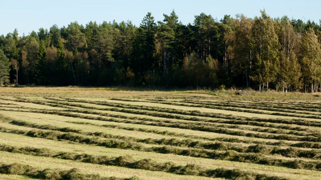 A field with thistles and other weeds in the foreground.