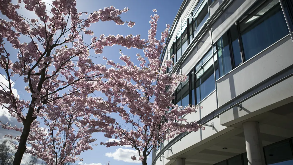 Träd med rosa blommor framför byggnad.