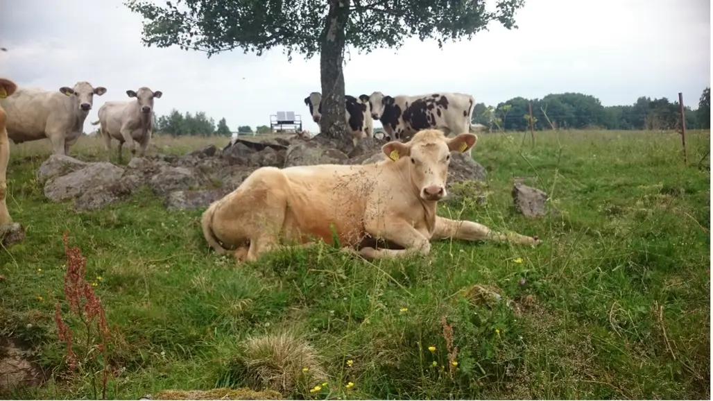 En ljus ko vilar i en grön hage. Foto.