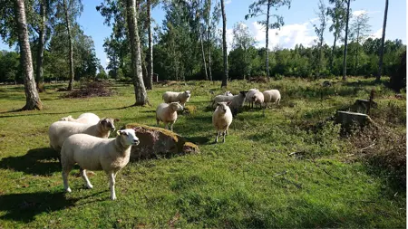 En grupp vita får i en naturbeteshage. Foto.