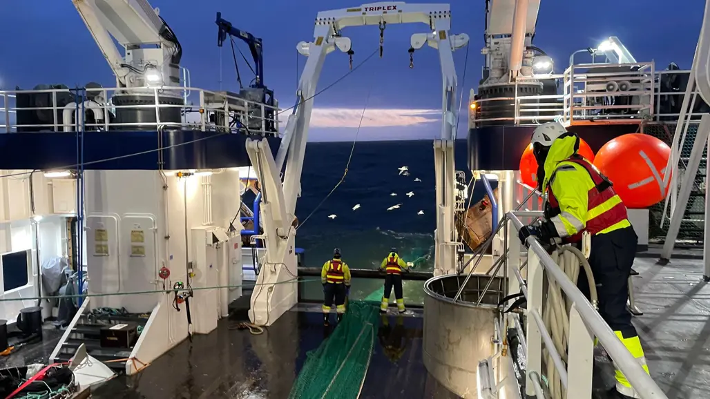 Bilden visar ett fiskefartyg under en tråldragning i skymningen eller tidig morgon. Besättningen, klädd i skyddskläder och reflexvästar, arbetar med att hantera trålen. Havet i bakgrunden är mörkt, och några måsar svävar ovanför, troligen i hopp om att fånga något från fångsten. Fartyget är utrustat med kranar och annan tung utrustning för att hantera nät och fångst.