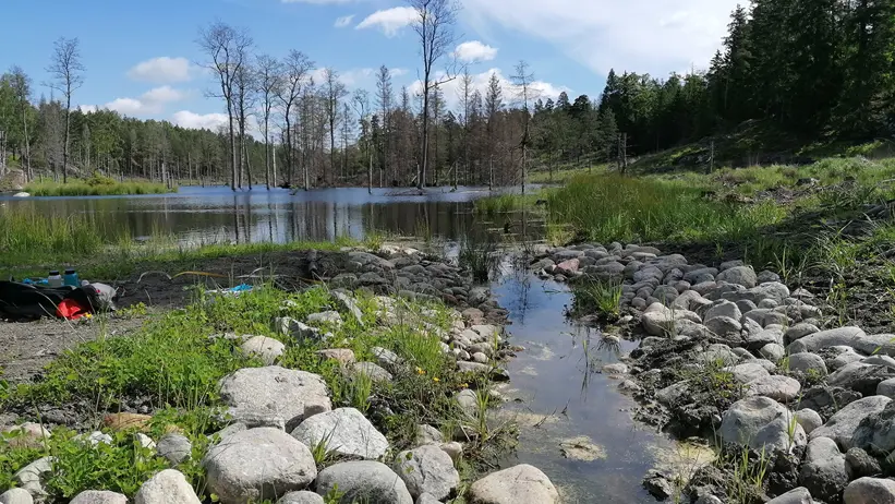 Stenar vid utlopp från damm i skog. Foto.