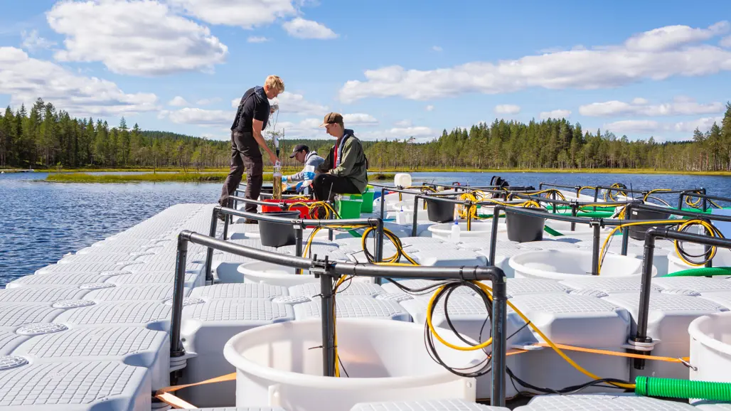 Tre personer arbetar med att ta vattenprover på en flytande plattform av plast, i en sjö