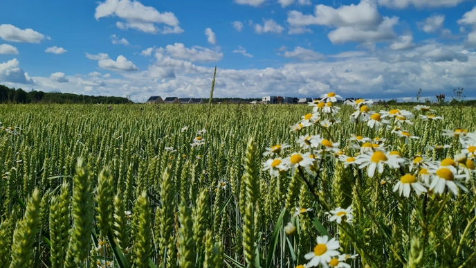 A field of cereals and daisies. Blue sky with clouds in the background.