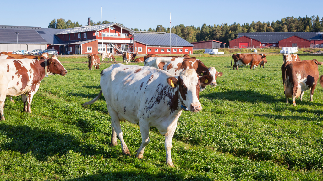 Brunvita kor som går på gräsmatta.