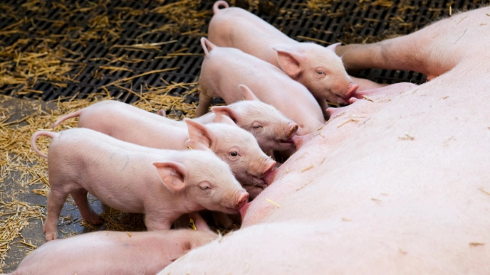 Suckling piglets