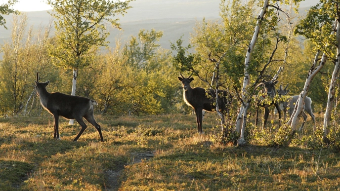 Några renar som betar bakom några träd sommartid. Foto: Anna Skarin.