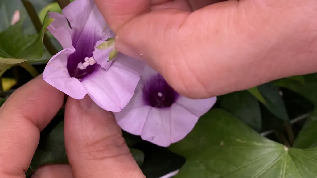 Pollinering