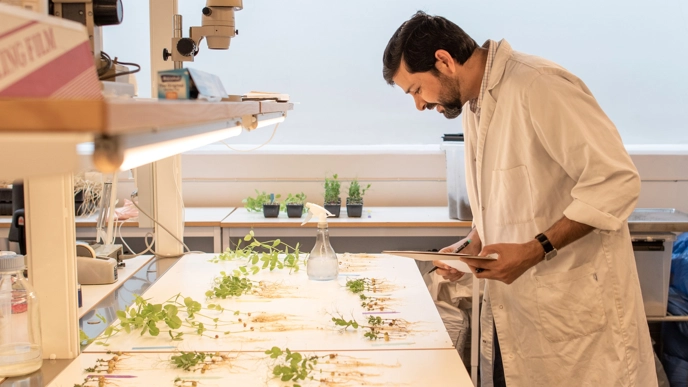A man in a lab looks at green plants on a table. Photo.