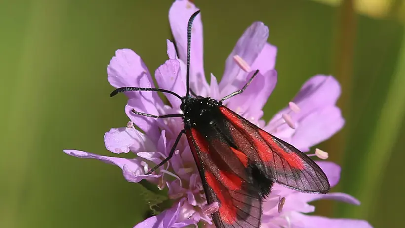 Svart insekt med röda fläckar på lila blomma. Foto