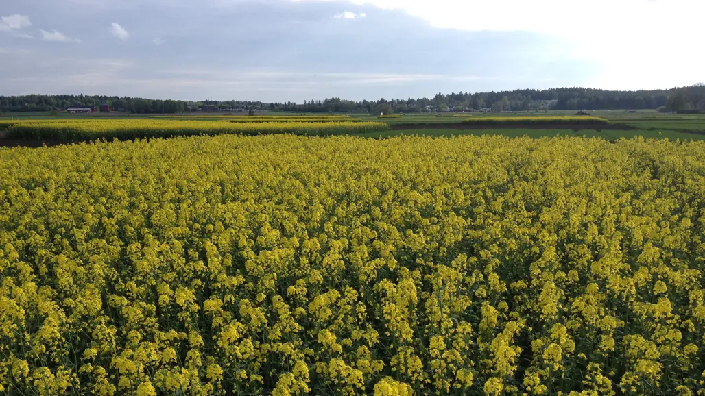 Flowering rapeseed field.
